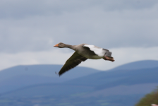 Greylag Goose