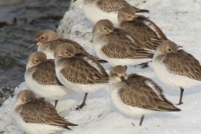 Dunlins roosting