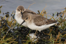 Dunlins