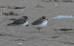 Ringed Plover