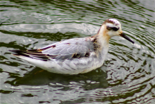 Grey Phalarope