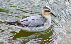 Grey Phalarope