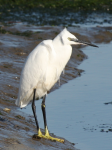 Little Egret