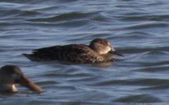 Blue-winged Teal