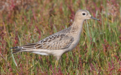 Buff-breasted Sandpiper