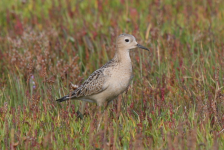 Buff-breasted Sandpiper