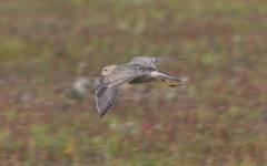 Buff-breasted Sandpiper