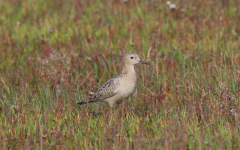 Buff-breasted Sandpiper