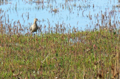 Buff-breasted Sandpiper