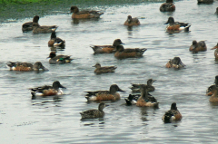 Blue-winged Teal