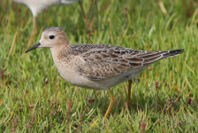 Buff-breasted Sandpiper