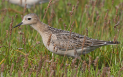 Buff-breasted Sandpiper