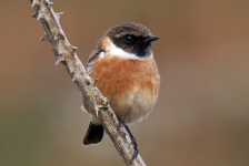 Stonechat