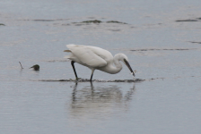 Little Egret