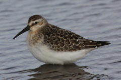 Curlew Sandpiper