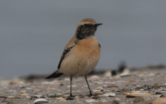 Desert Wheatear