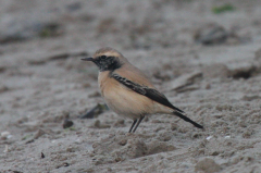 Desert Wheatear