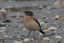 Desert Wheatear