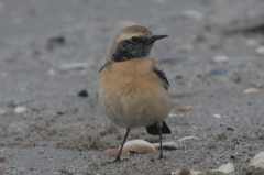 Desert Wheatear