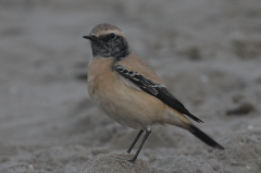 Desert Wheatear