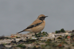 Desert Wheatear