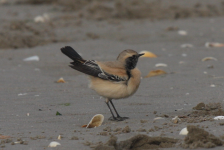 Desert Wheatear