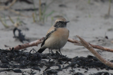 Desert Wheatear