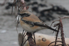 Desert Wheatear