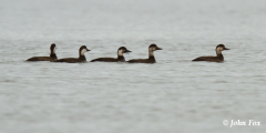 Common Scoters