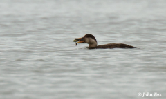 Common Scoter