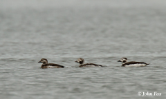 Long-tailed Duck