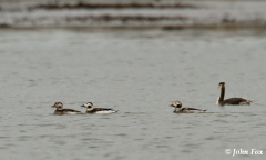 Long-tailed Duck