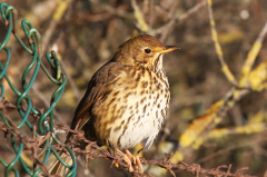 Song Thrush