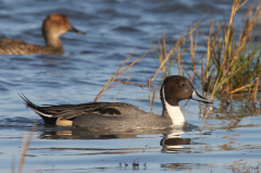 Pintail