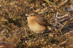 Wheatear