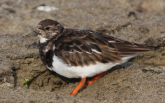 Turnstone