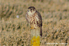 Merlin