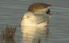 Ring-billed Gull