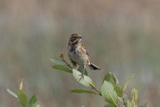 Reed Bunting (male)