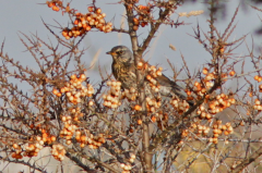 Fieldfare