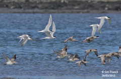 Sandwich Terns