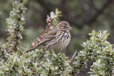 Meadow Pipit