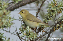 Willow Warbler