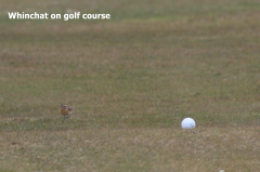 Whinchat