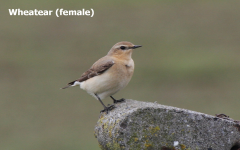 Wheatear