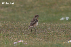 Whinchat