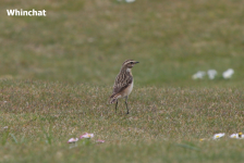 Whinchat