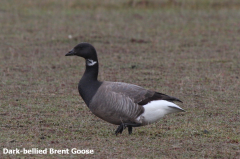 Dark-bellied Brent Goose