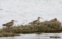 Whimbrels