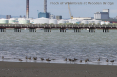 Whimbrel flock